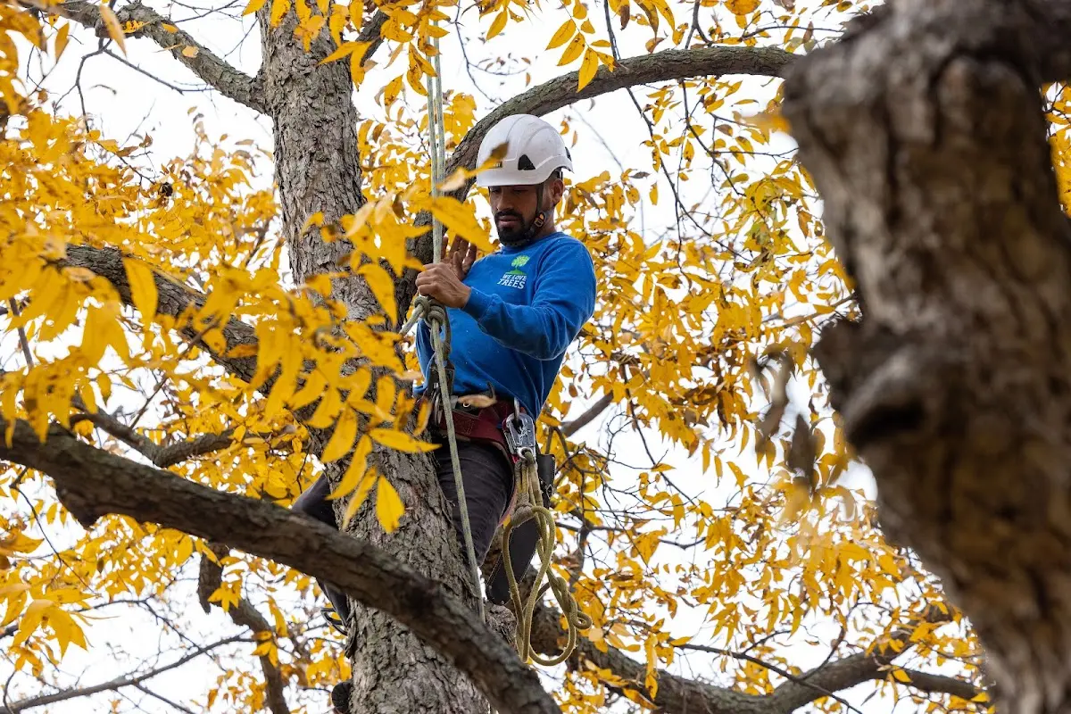 Skilled Tree Planing crew working in Grinnell